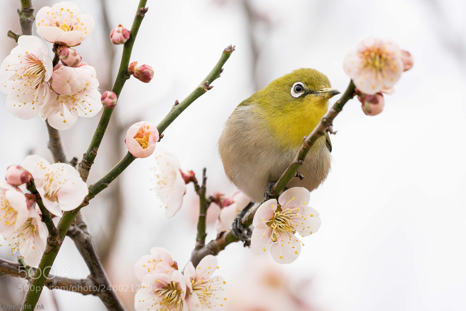 Sony a6500 sample photo. White-eye photography