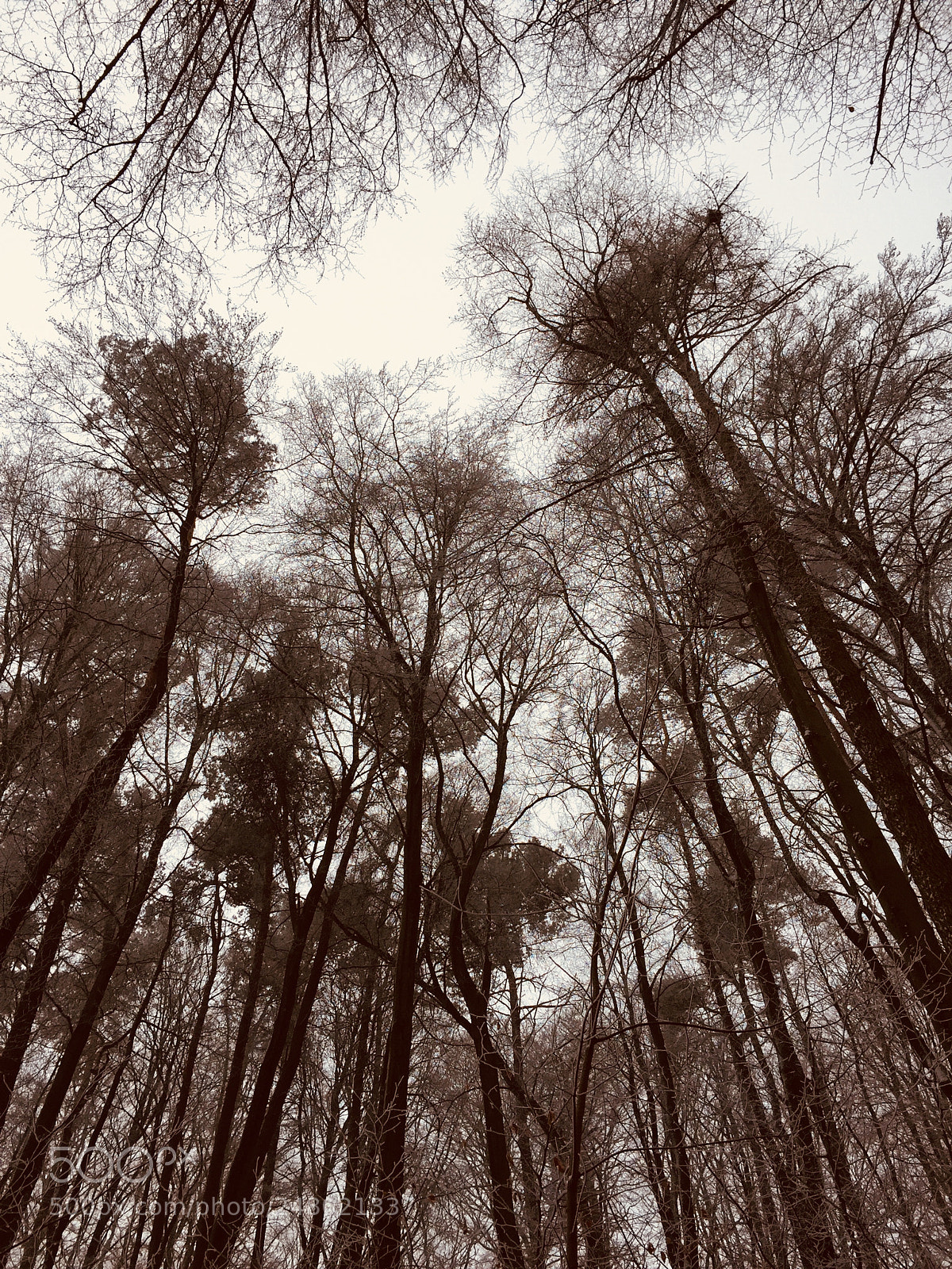 Apple iPhone 6 sample photo. Trees photography