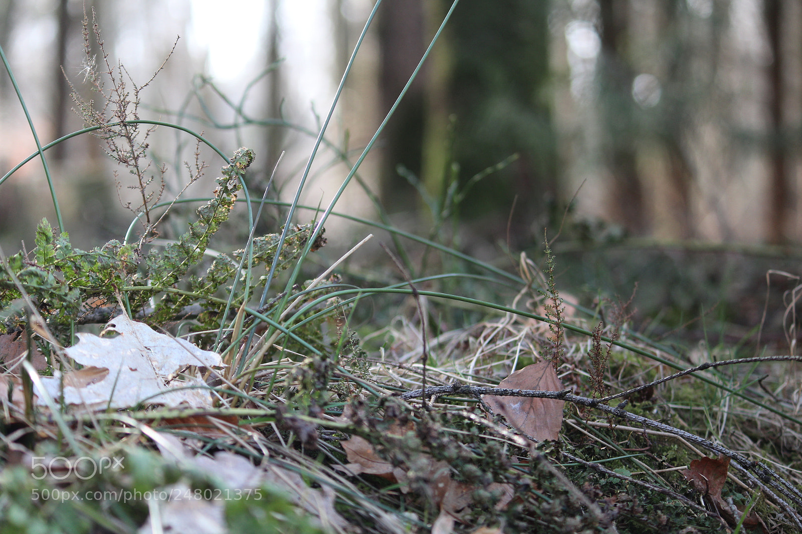 Canon EF-S 55-250mm F4-5.6 IS II sample photo. Ground photography