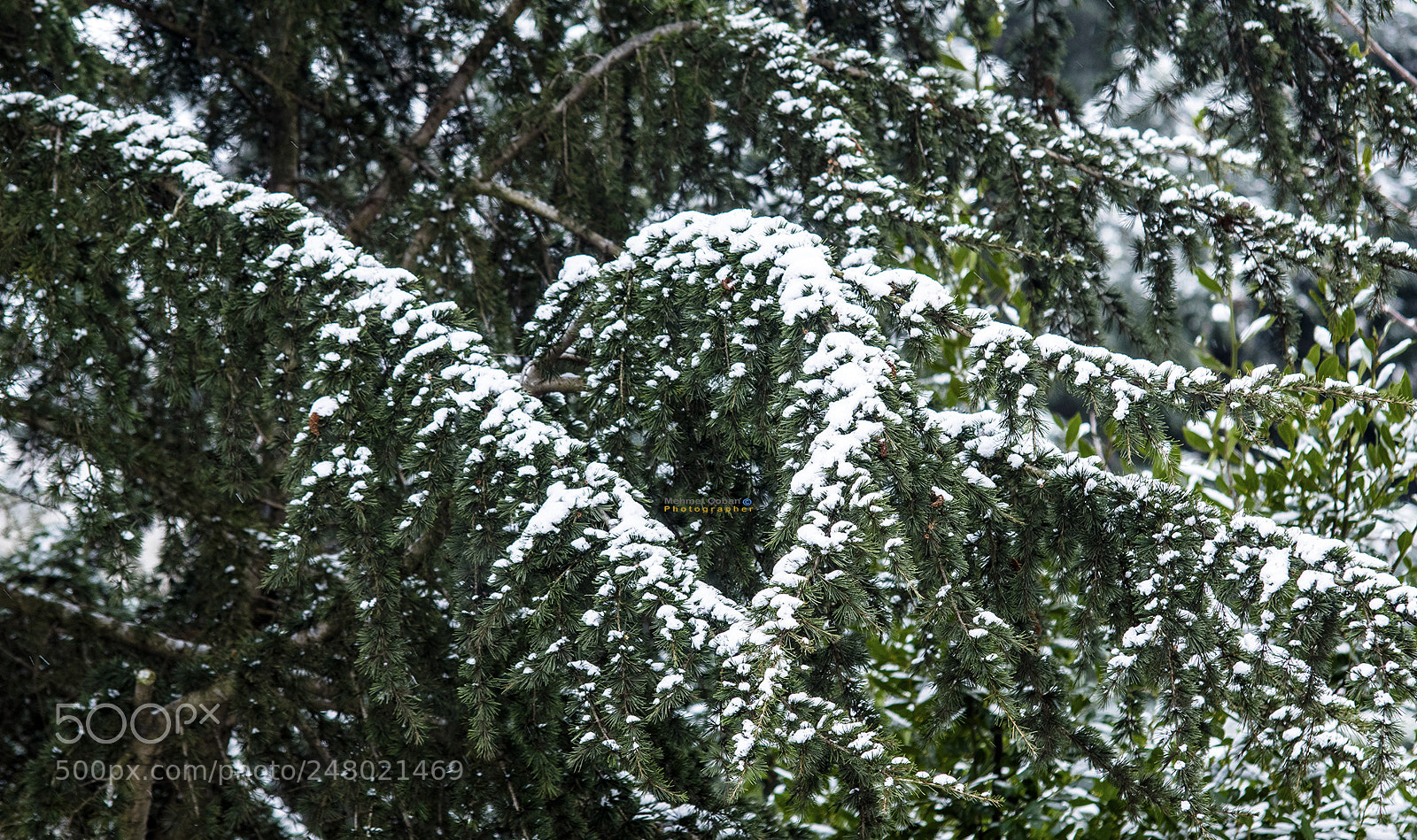Pentax K-3 II sample photo. There is heart in photography