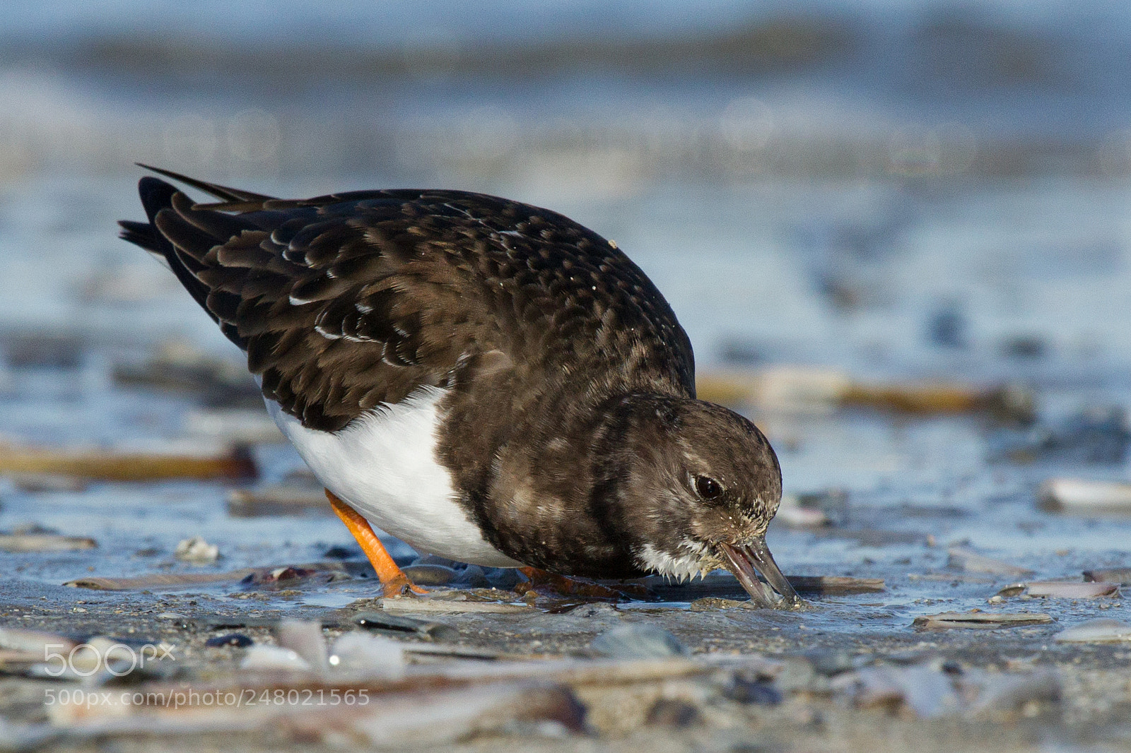 Canon EOS-1D Mark IV sample photo. A turnstone on the photography