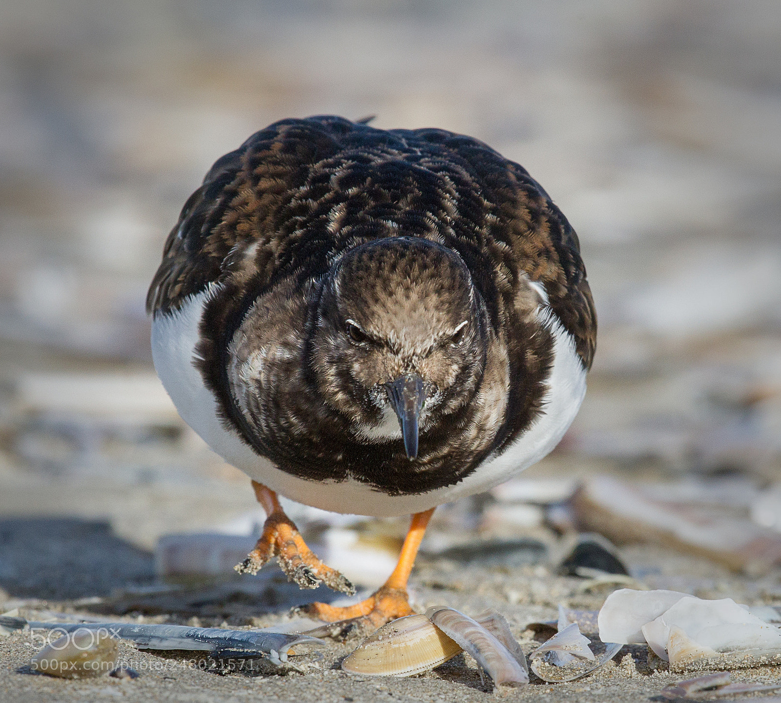 Canon EOS-1D Mark IV sample photo. A turnstone on the photography