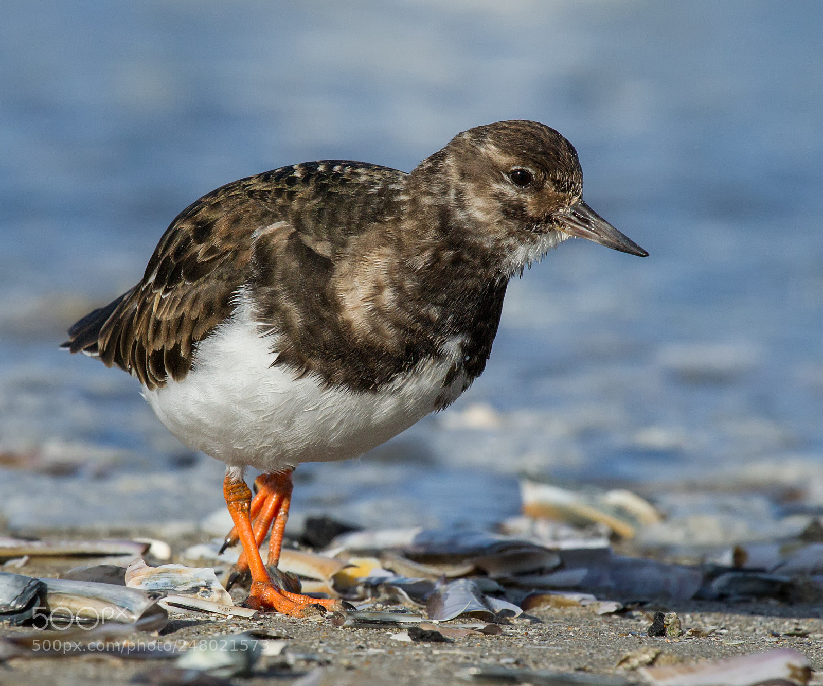 Canon EOS-1D Mark IV sample photo. A turnstone on the photography