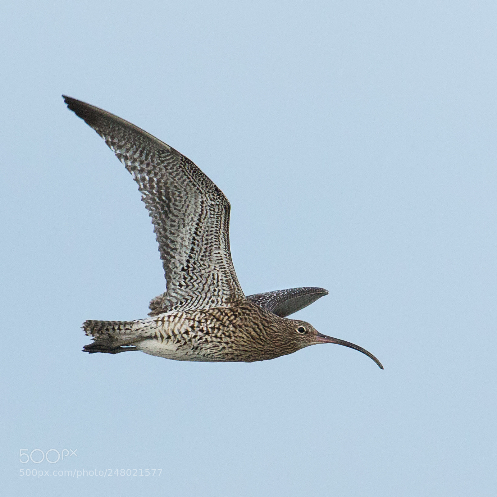 Canon EOS-1D Mark IV sample photo. Curlew in flight photography