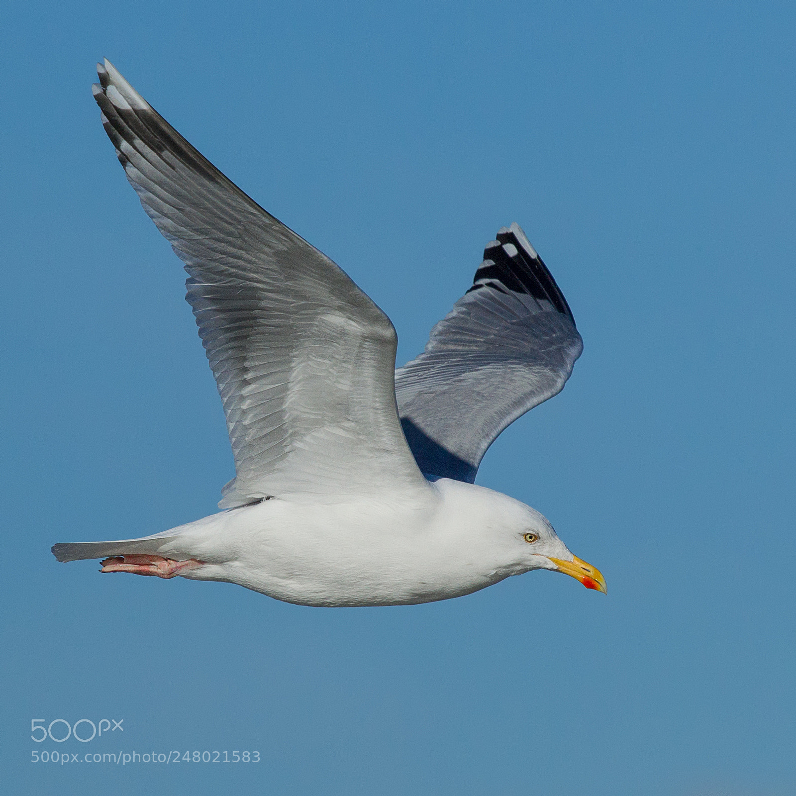 Canon EOS-1D Mark IV sample photo. Seagull in flight photography