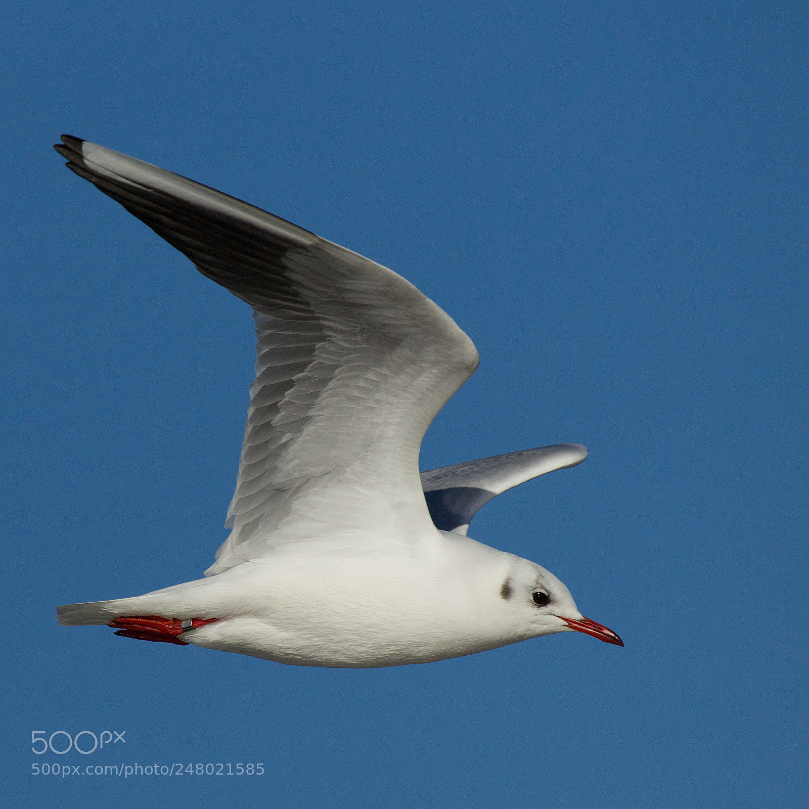 Canon EOS-1D Mark IV sample photo. Bird photography