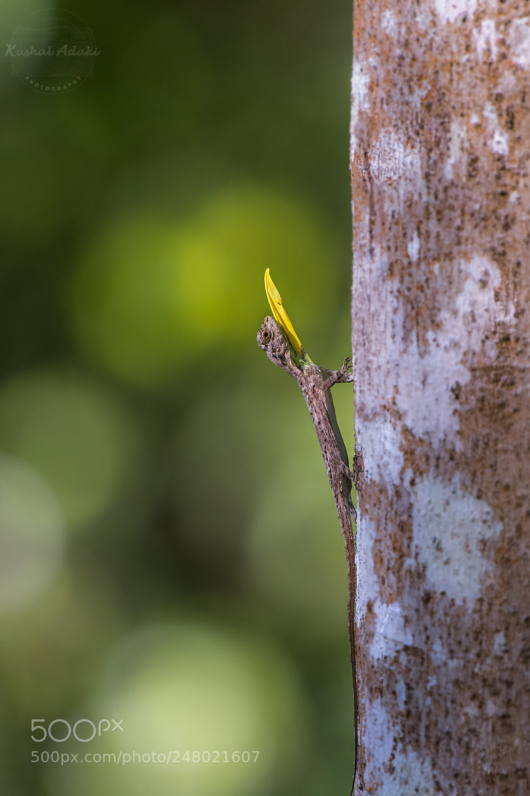 Nikon D500 sample photo. Southern flying lizard photography