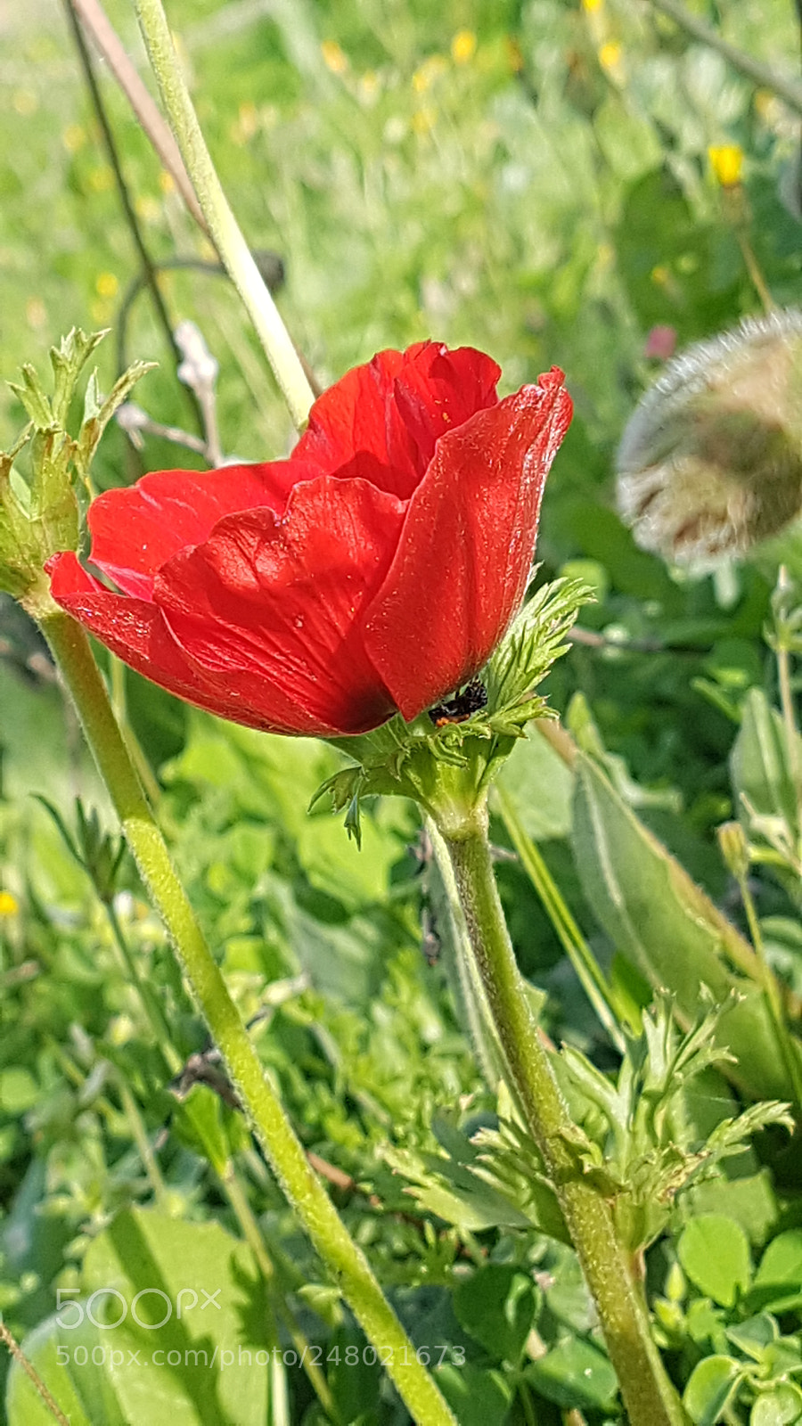 Samsung Galaxy S7 Edge sample photo. Spring flowers photography