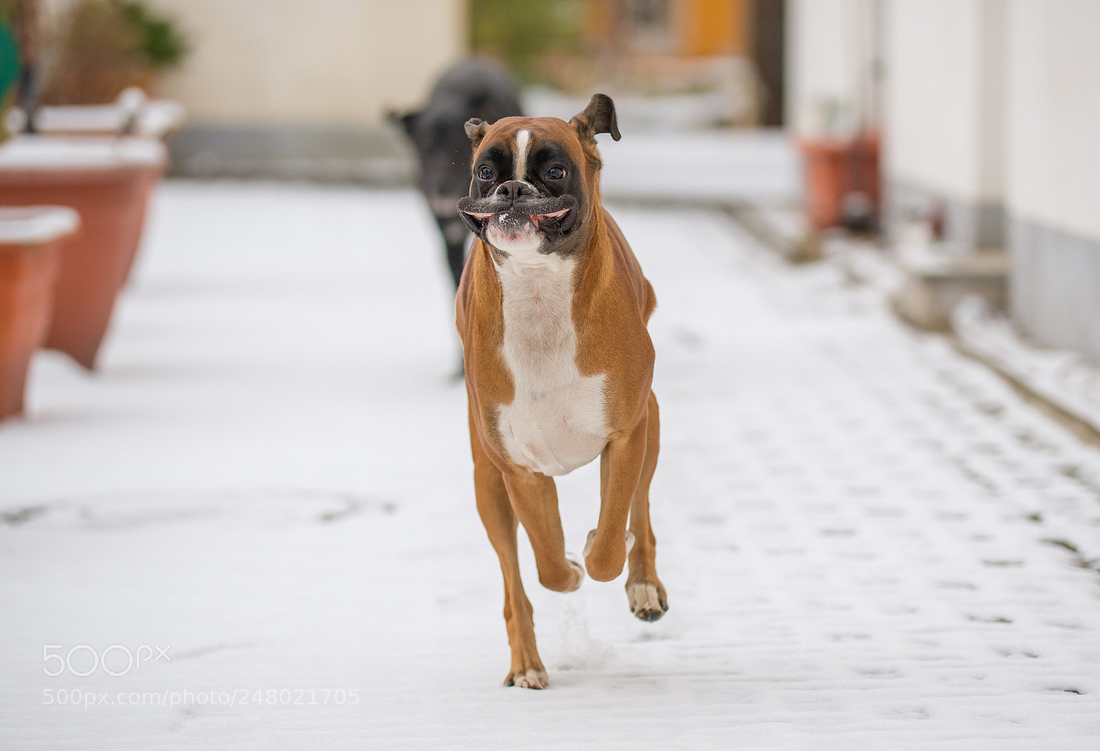 Nikon D500 sample photo. Unsere boxerh ndin paula photography