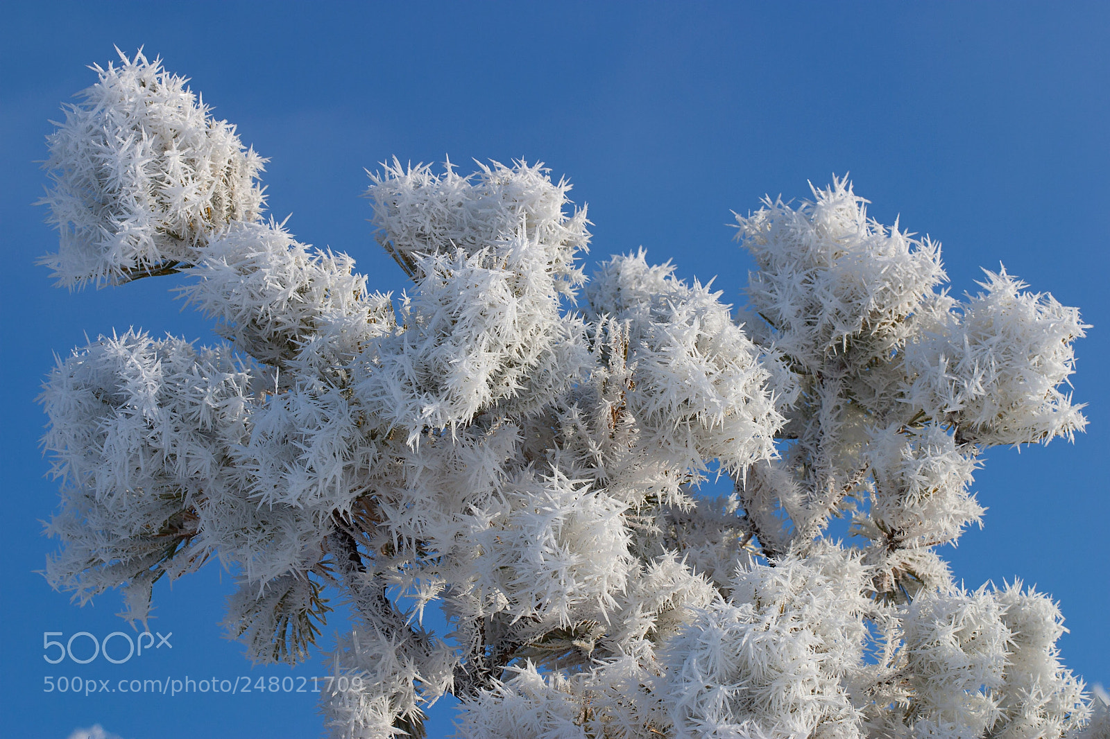 Canon EOS D60 sample photo. Frosty branch photography