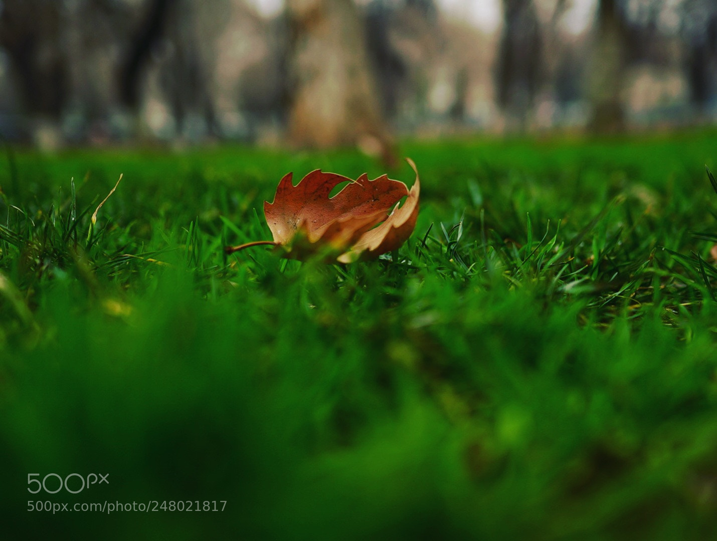 Sony a7S II sample photo. Untitled photography