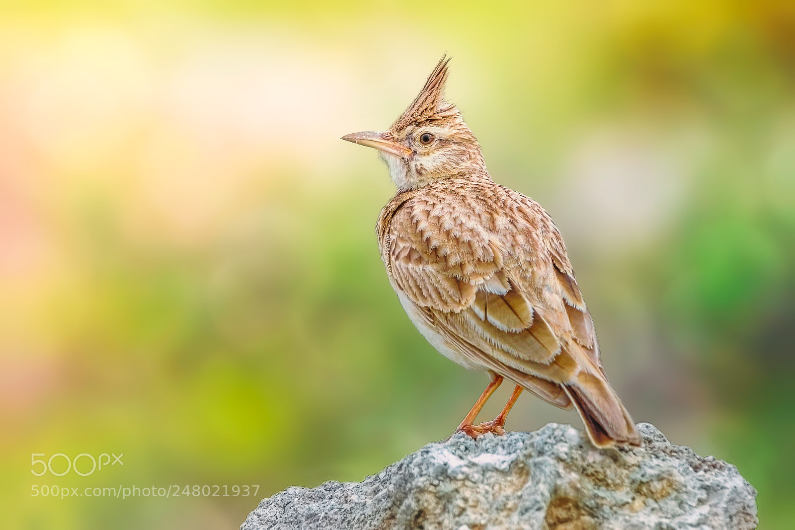 Canon EOS 7D Mark II sample photo. Crested lark... photography