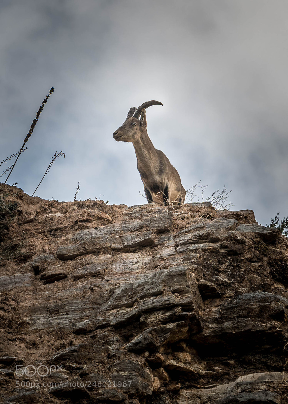Nikon D500 sample photo. Mountain goat photography