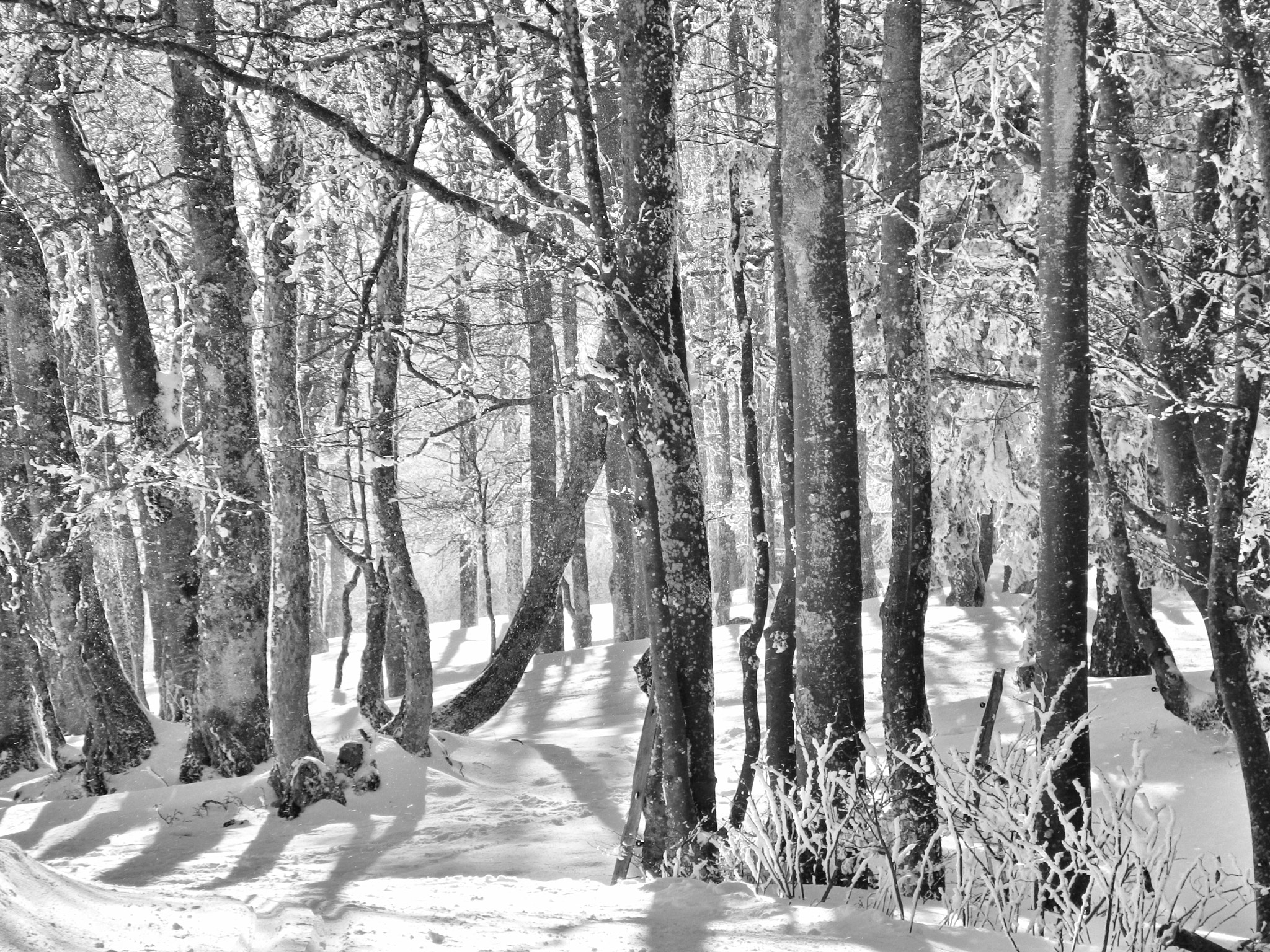 Nikon Coolpix P7100 sample photo. Winter forest photography