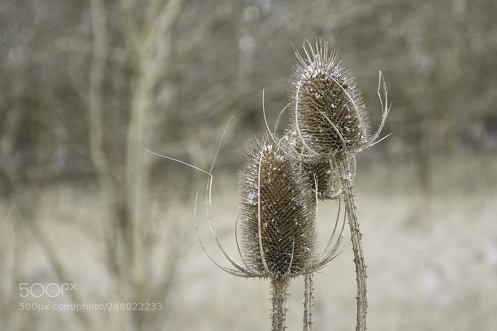 Nikon D7200 sample photo. Winter nature. photography
