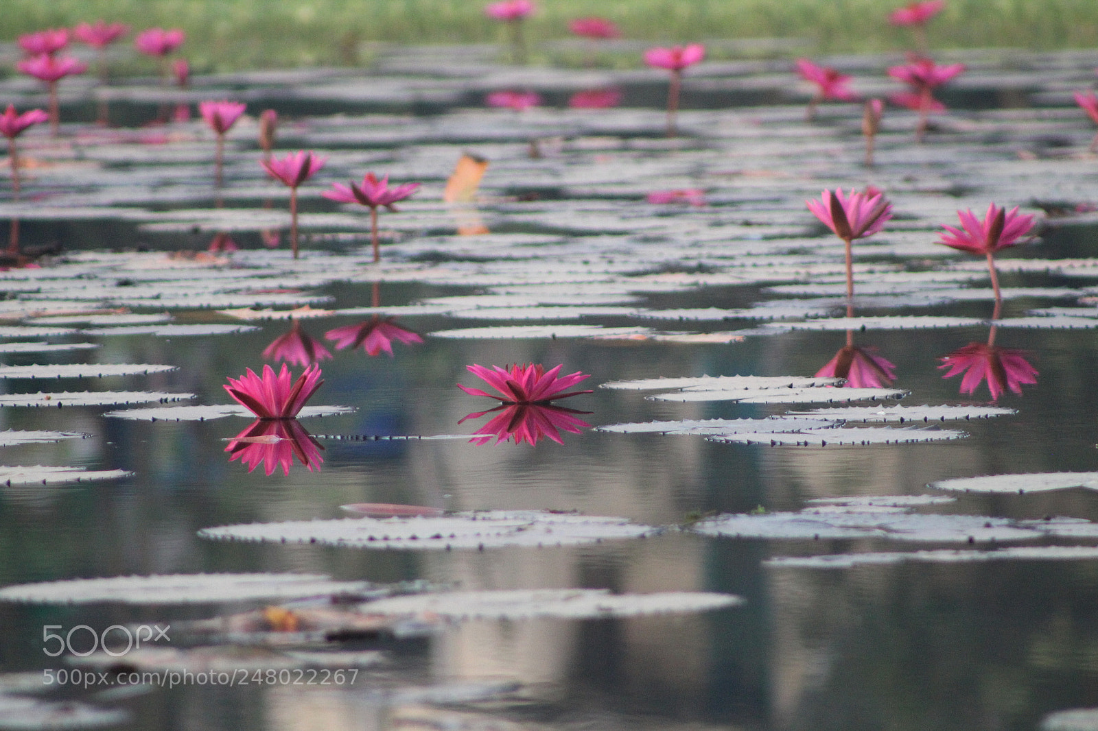 Canon EF 75-300mm f/4-5.6 sample photo. Lillies photography