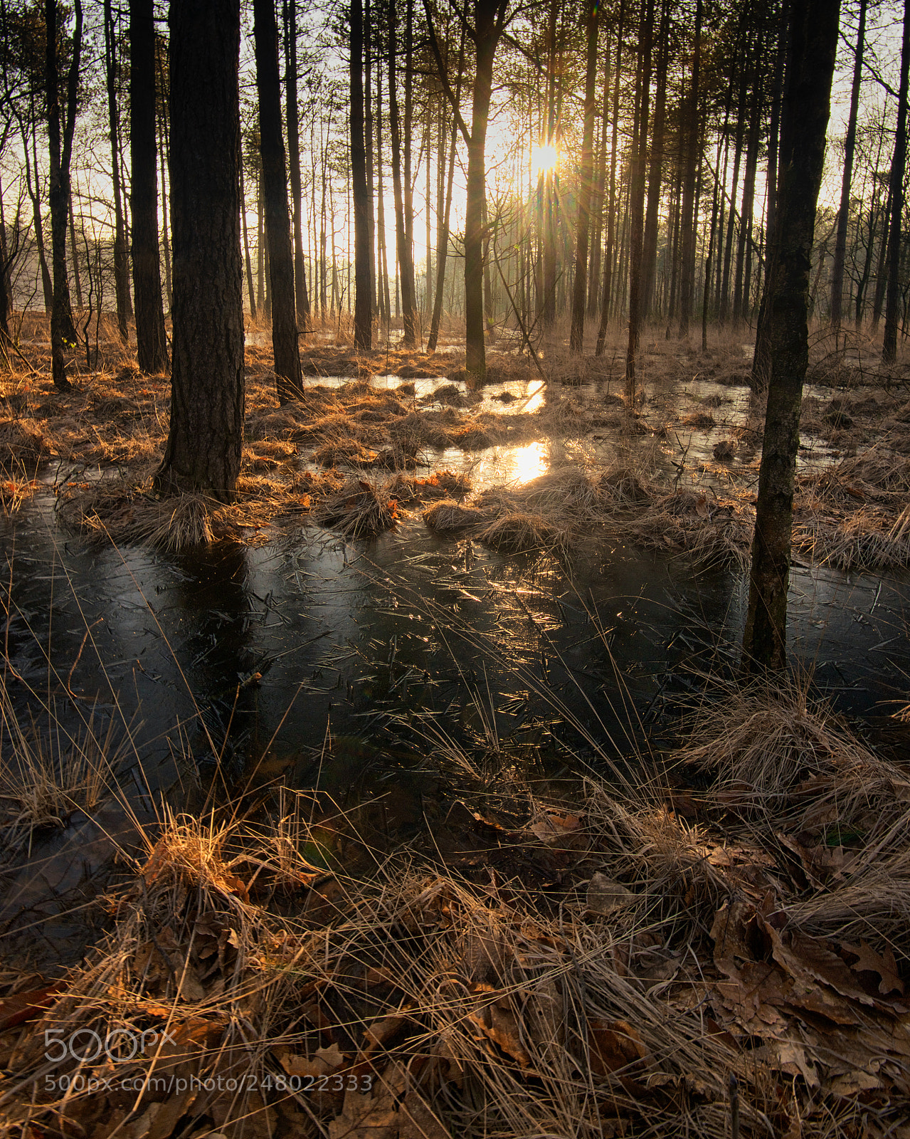 Nikon D800 sample photo. Cold reflections photography