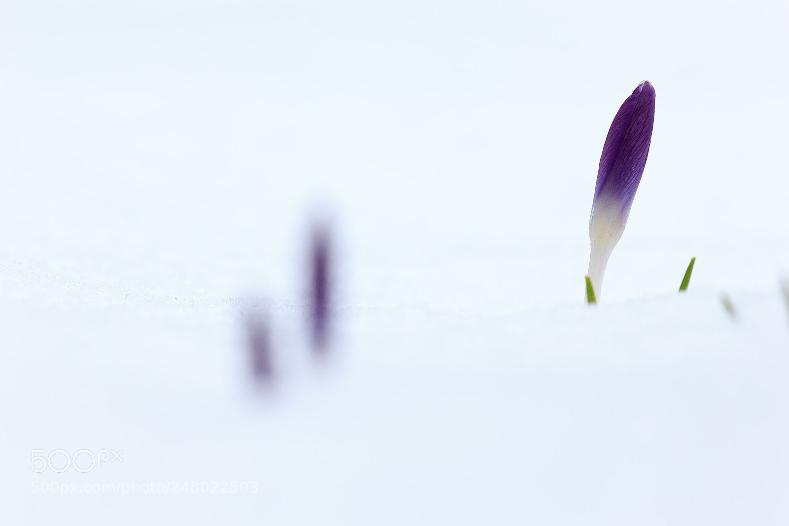 Canon EOS 60D sample photo. Snow photography