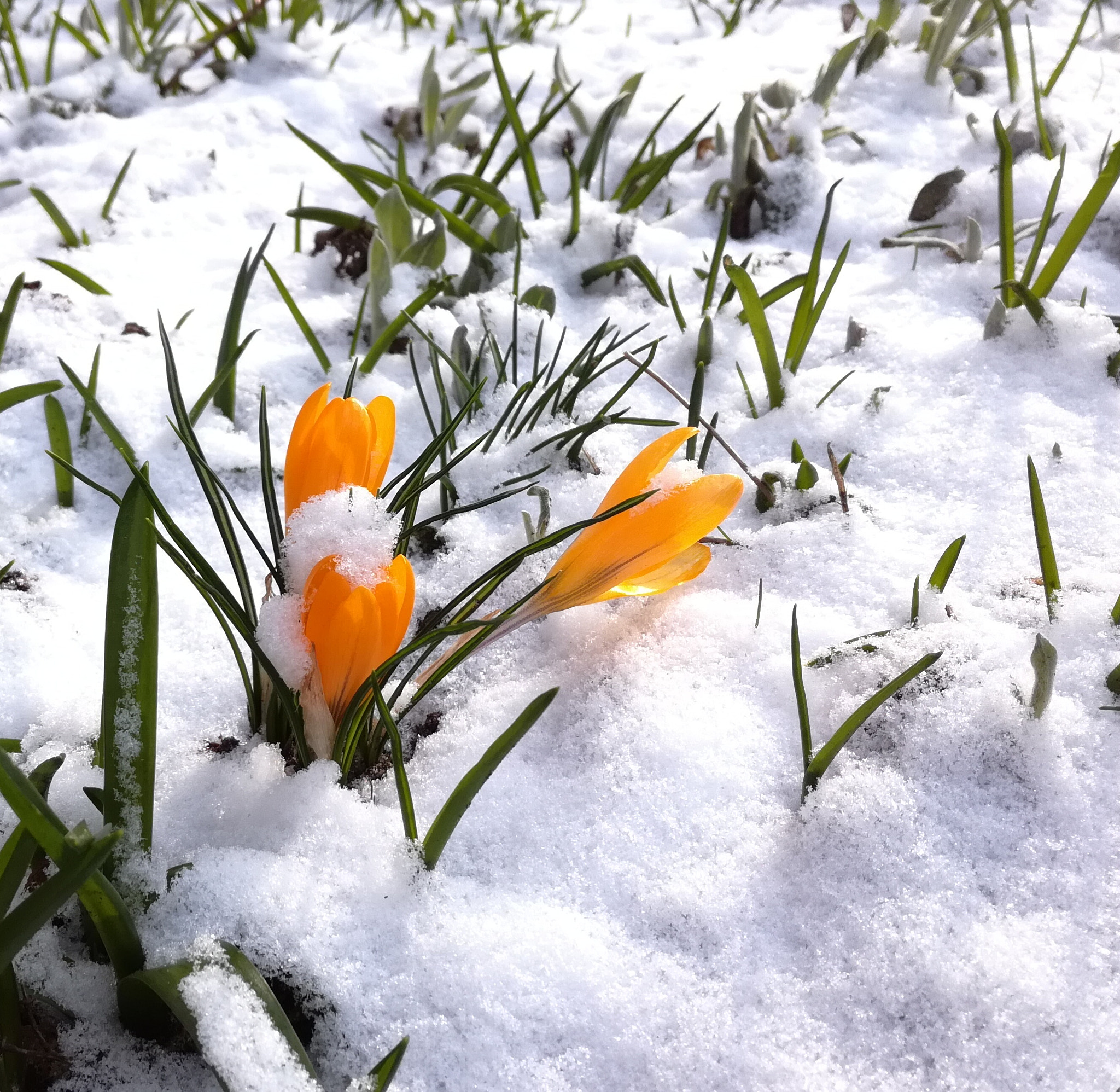 HUAWEI Honor 5C sample photo. First sign of spring photography