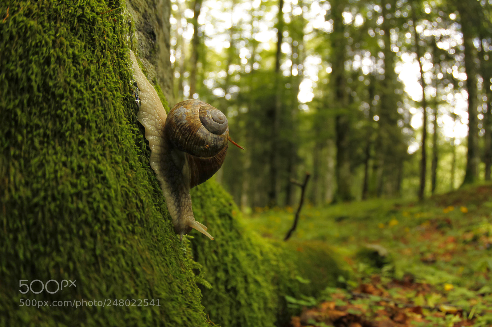 Canon EOS 7D sample photo. Snail in the forest photography