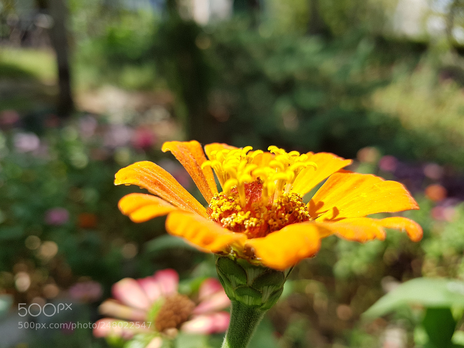 Samsung Galaxy S7 Edge sample photo. Untitled photography