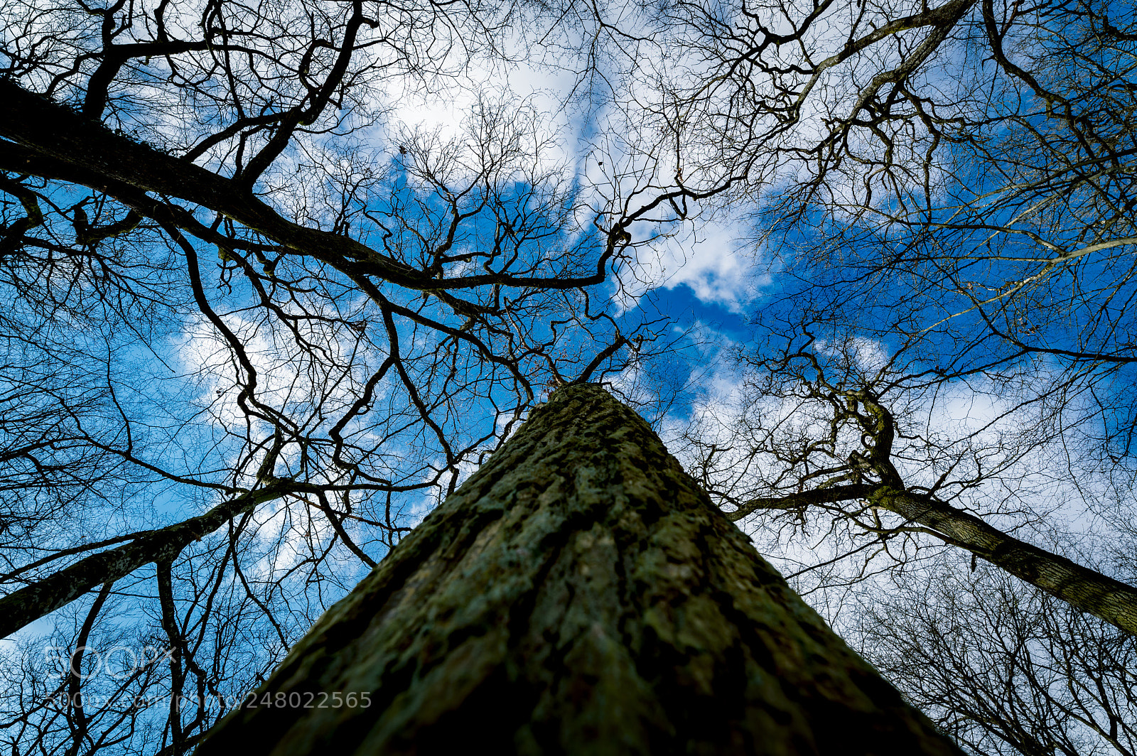 Nikon D610 sample photo. Untitled photography