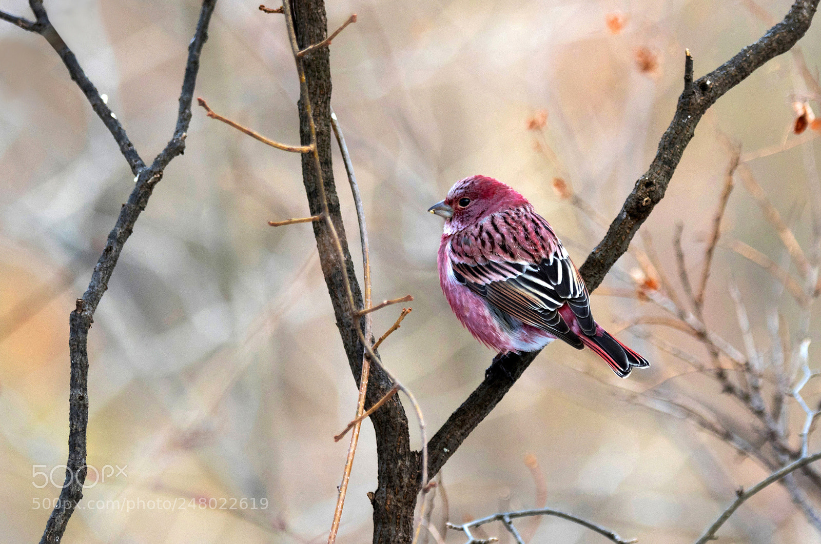 Nikon D500 sample photo. Carpodacus roseus photography