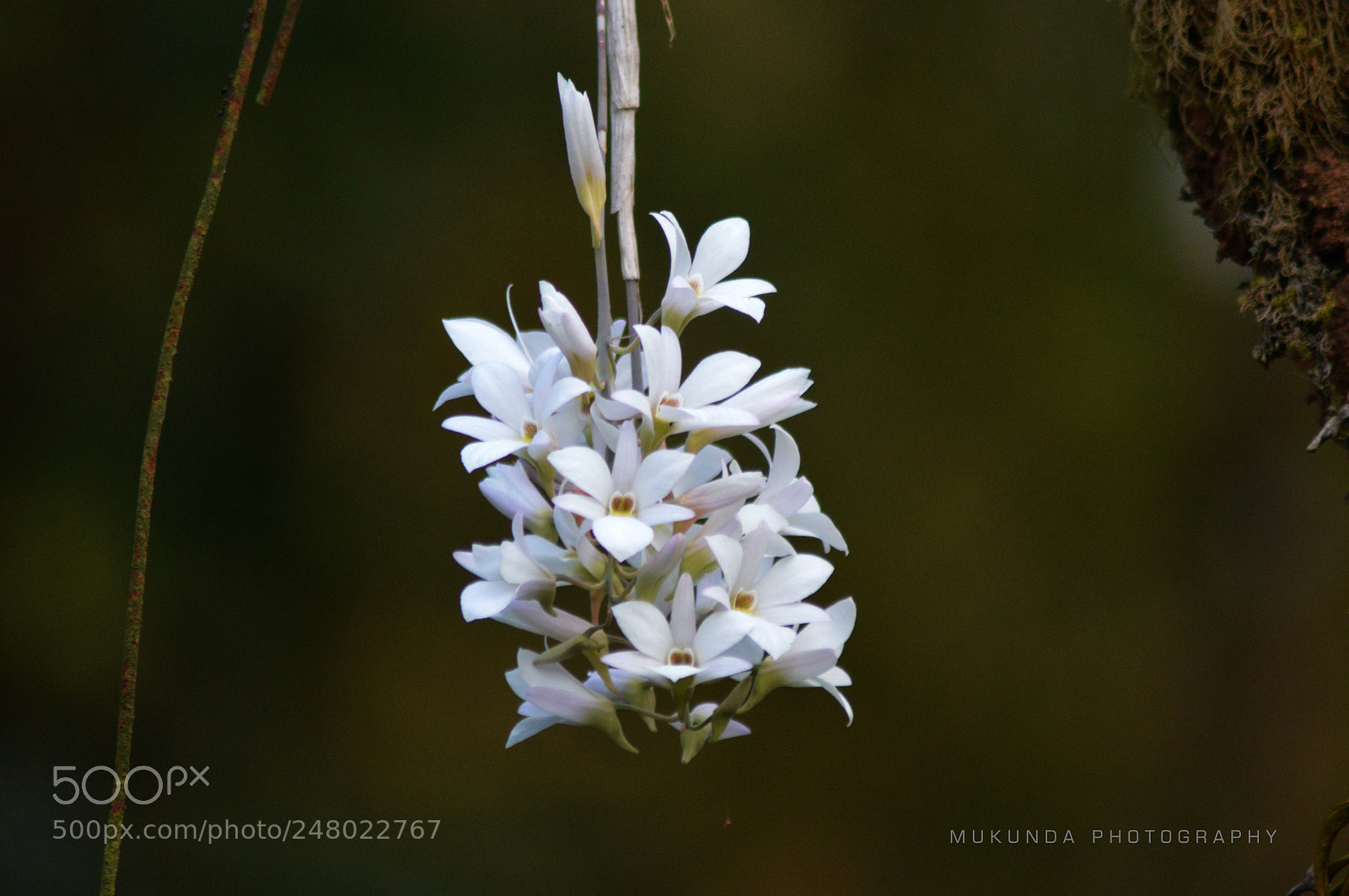 Nikon D3200 sample photo. Wild flowers photography
