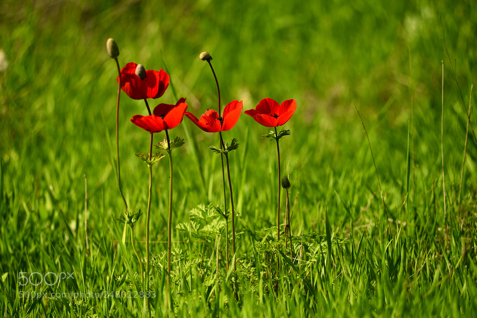 Nikon D610 sample photo. Сердца четырех photography