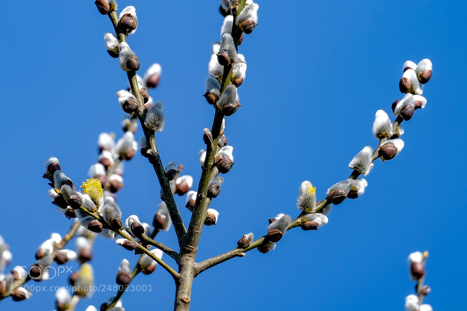Fujifilm X-E3 sample photo. Spring photography