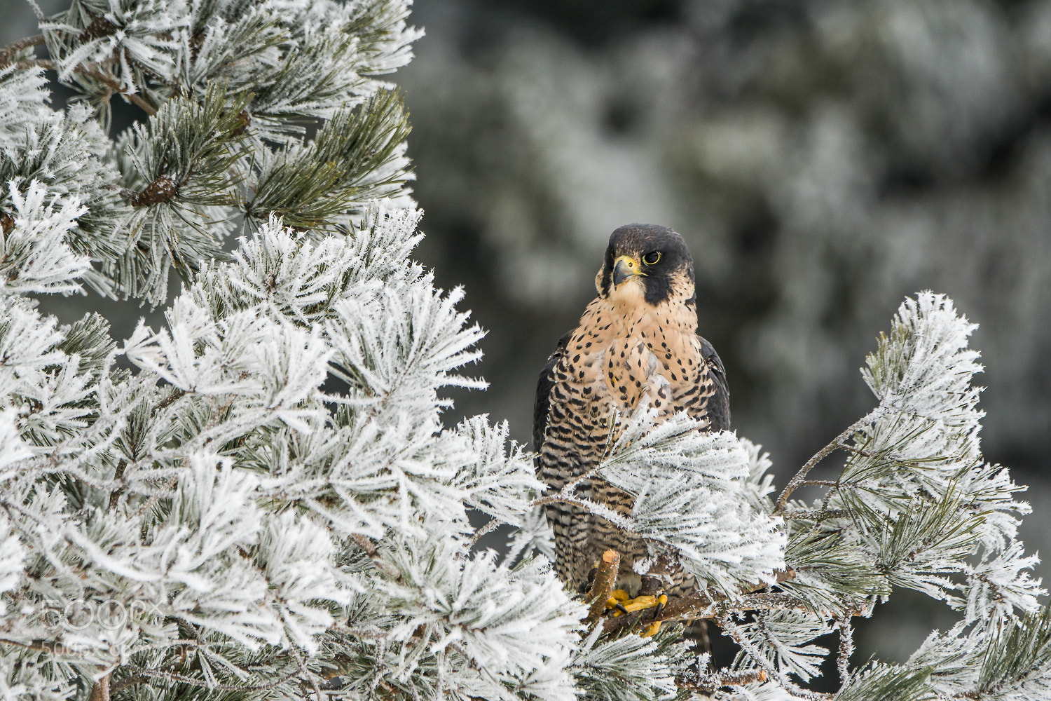Sony ILCA-77M2 sample photo. Peregrine falcon photography