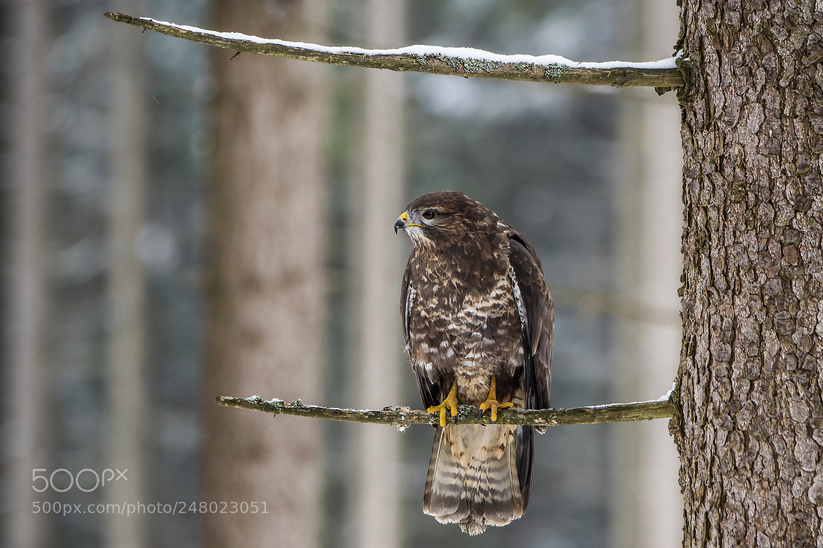 Sony ILCA-77M2 sample photo. Common buzzard photography