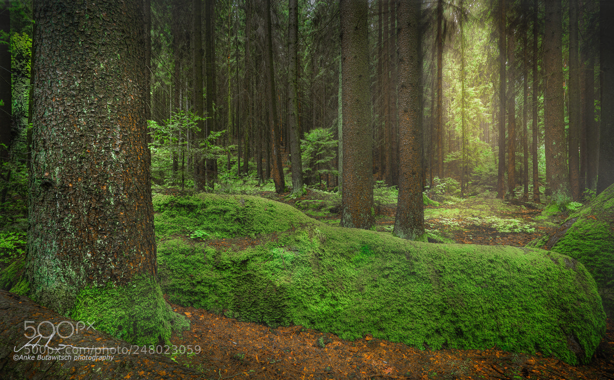 Sony a7R II sample photo. Forest 19 photography
