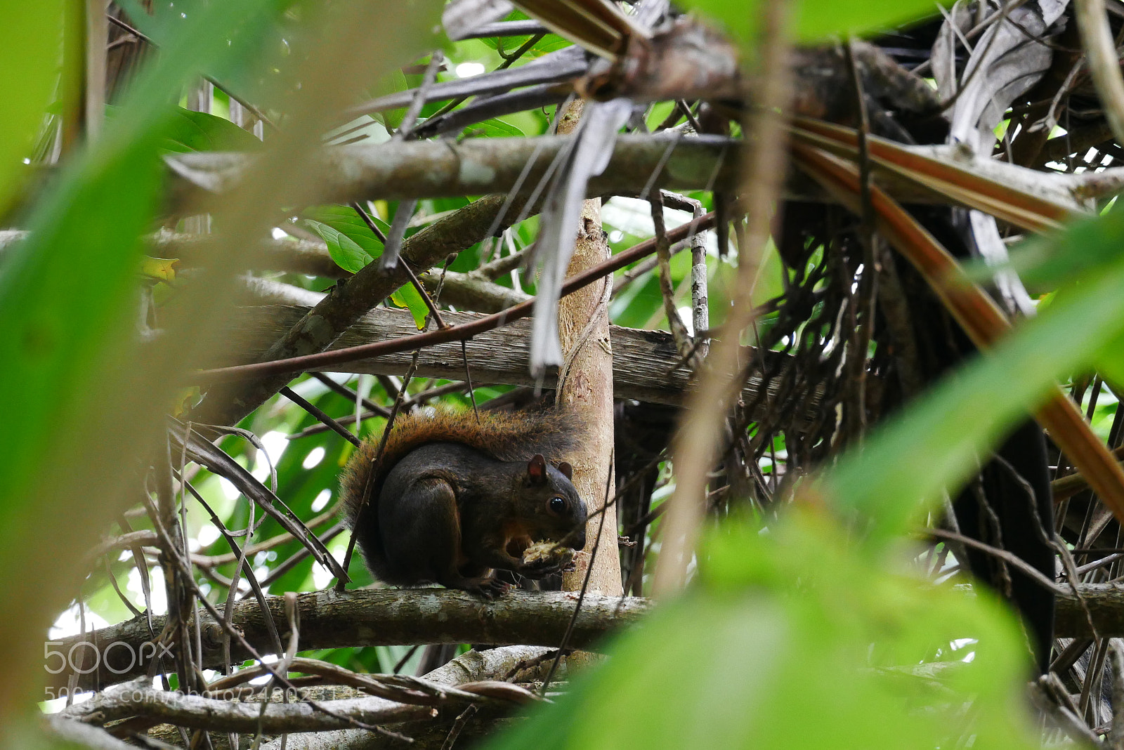 Panasonic Lumix DMC-GX85 (Lumix DMC-GX80 / Lumix DMC-GX7 Mark II) sample photo. Squirrel eating photography