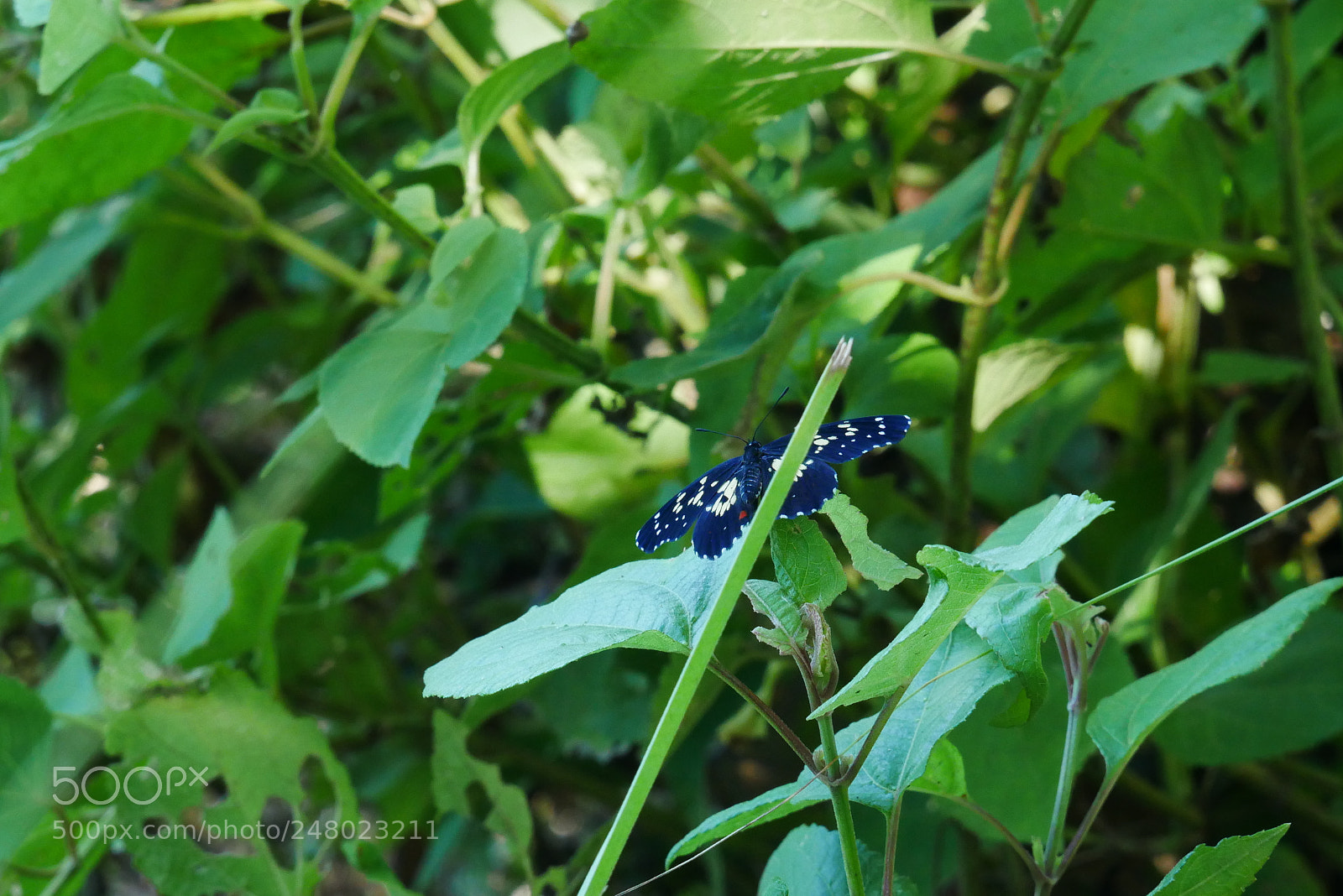 Panasonic Lumix DMC-GX85 (Lumix DMC-GX80 / Lumix DMC-GX7 Mark II) sample photo. Butterfly photography