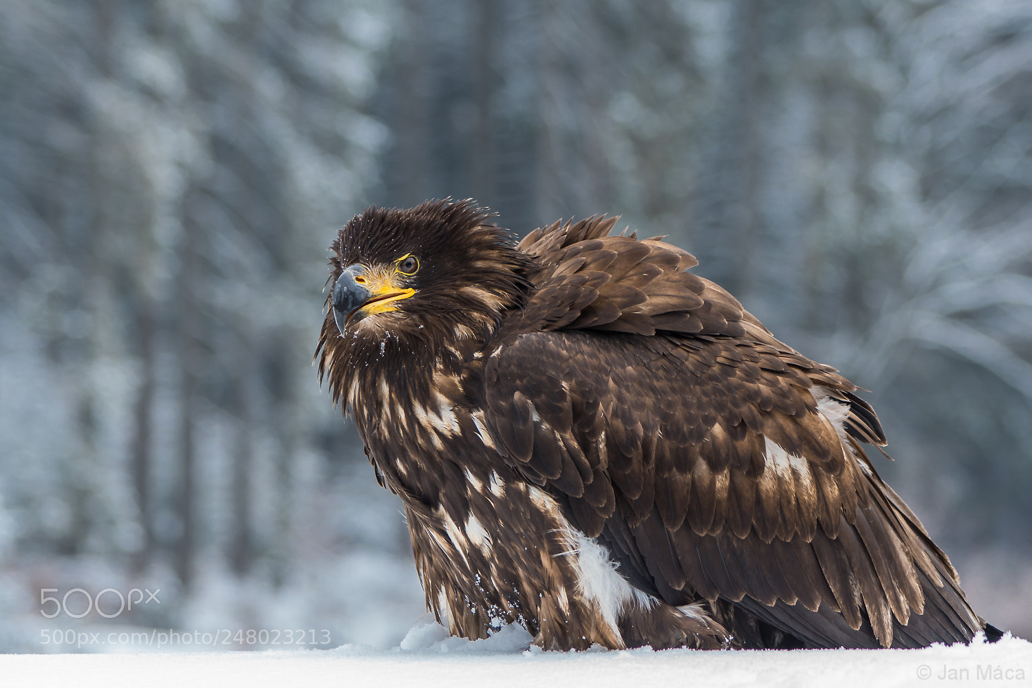 Sony ILCA-77M2 sample photo. White-tailed eagle photography