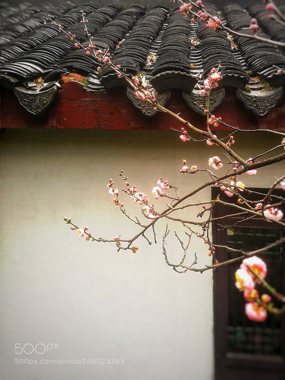 HUAWEI P9 sample photo. 寄畅春曲 photography