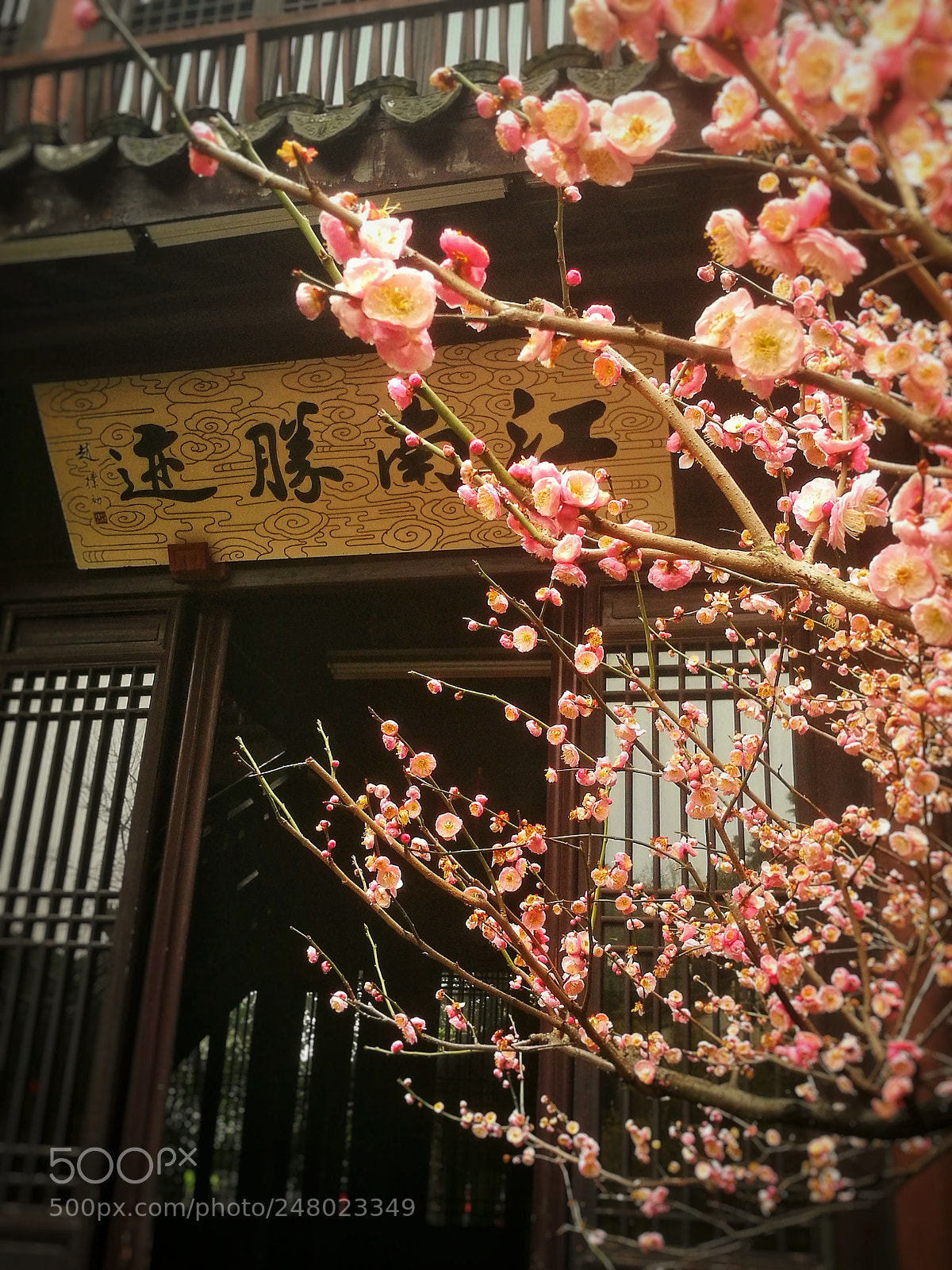 HUAWEI P9 sample photo. 寄畅春意 photography