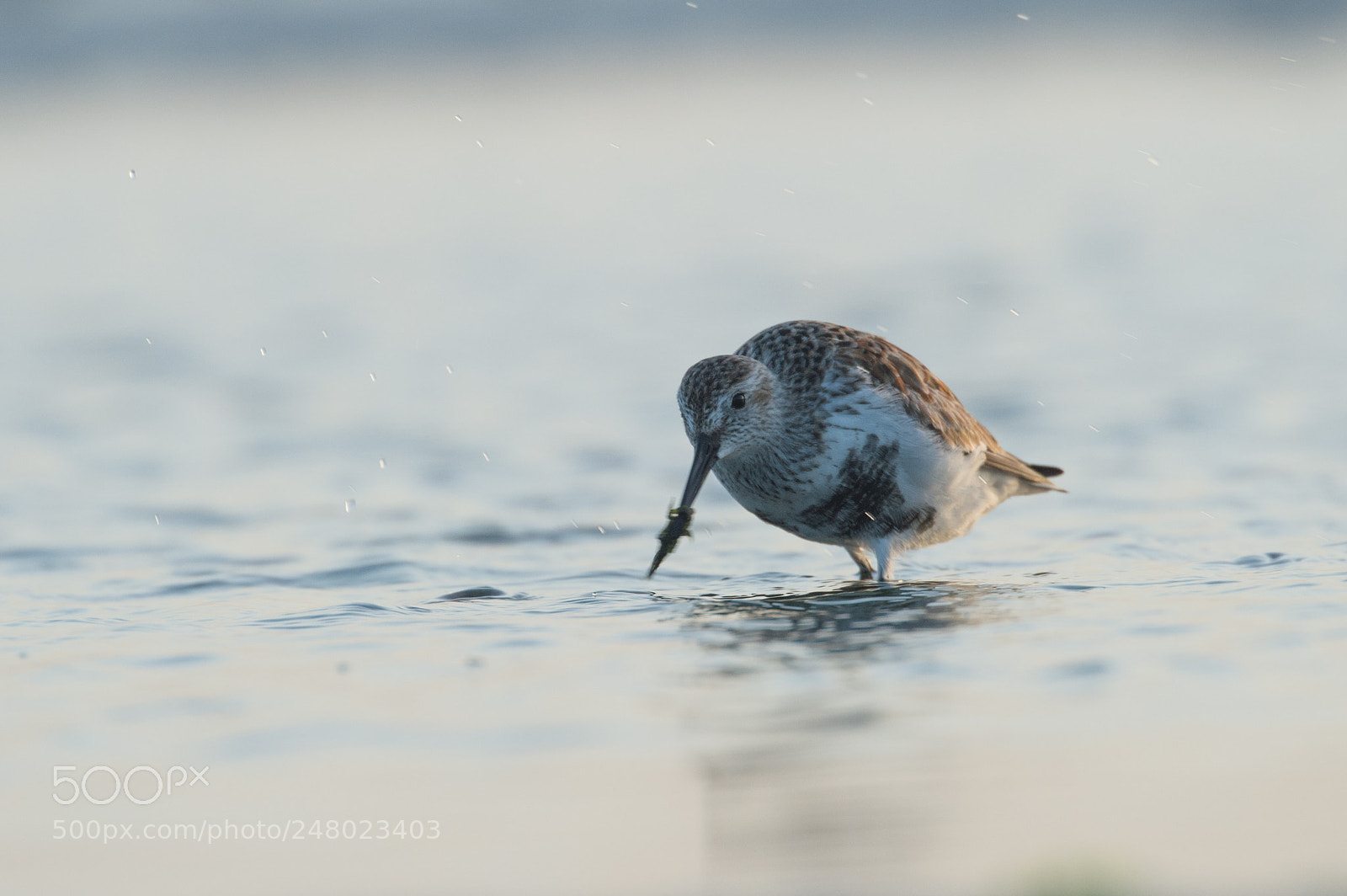 Nikon D4S sample photo. Dunlin photography