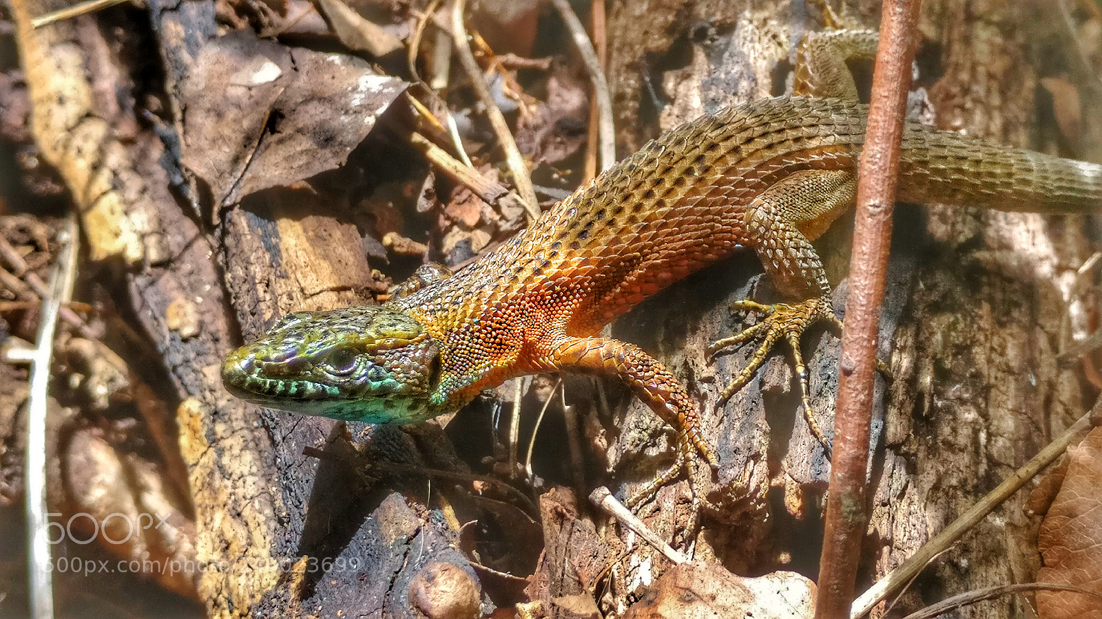 OnePlus A3003 sample photo. Blue throated keeled lizard photography