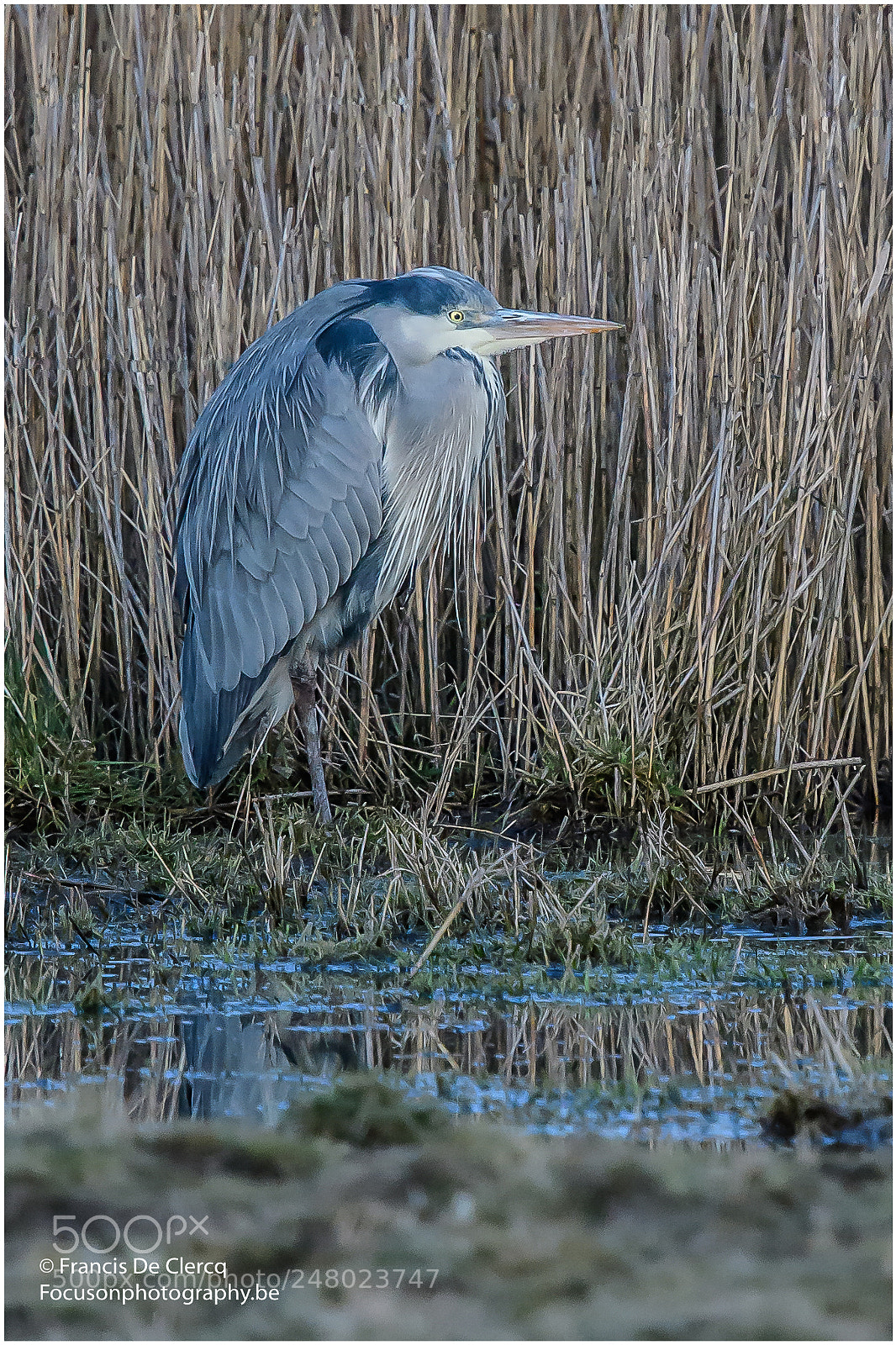 Nikon D500 sample photo. Heron at rest francis photography