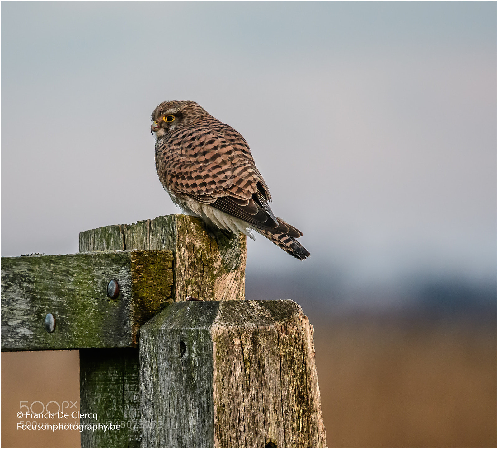 Nikon D500 sample photo. Kestrel francis de clercq photography