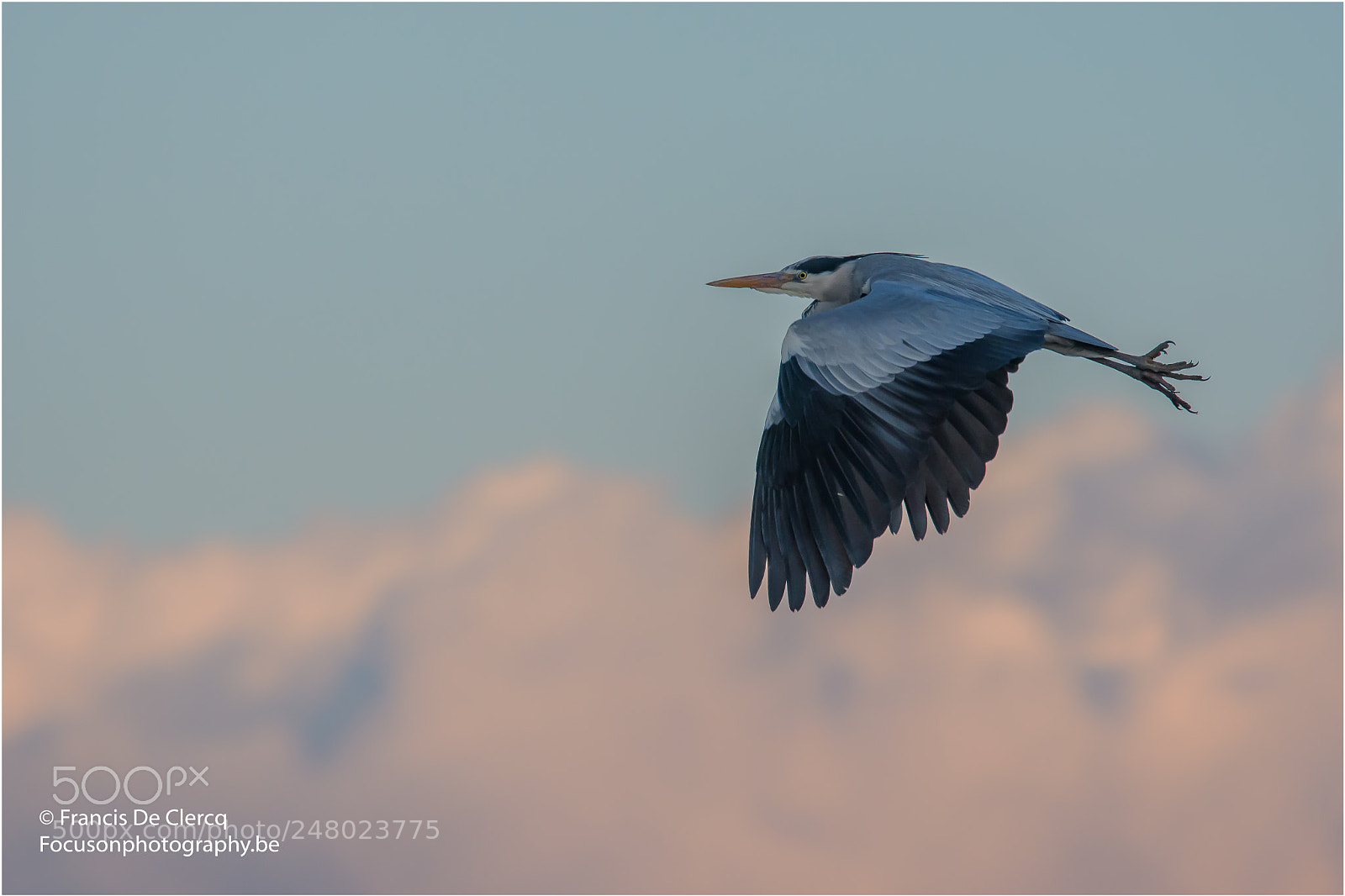 Nikon D500 sample photo. Gracieuze reiger francis de photography