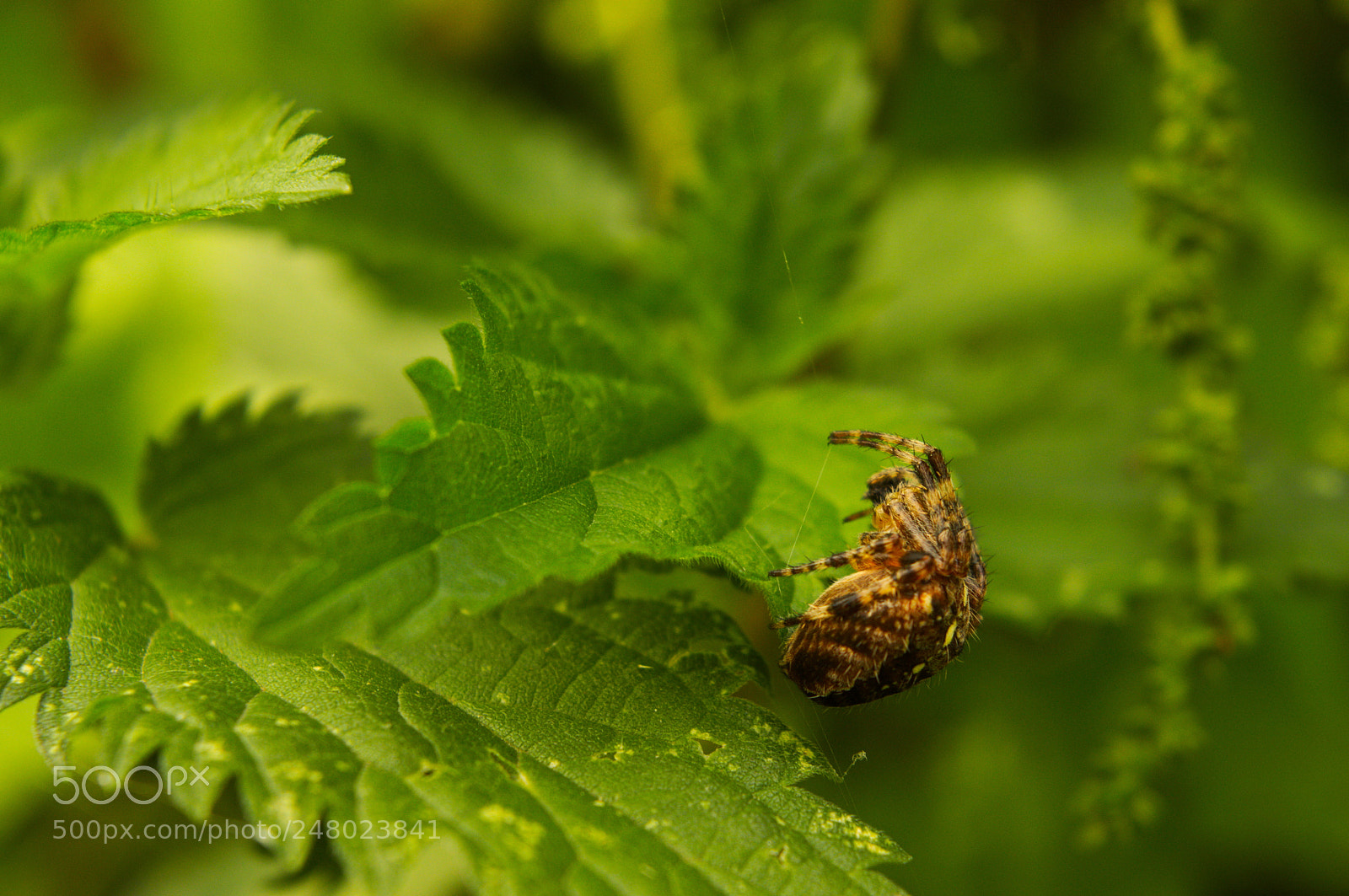 Nikon D3200 sample photo. Spider! photography