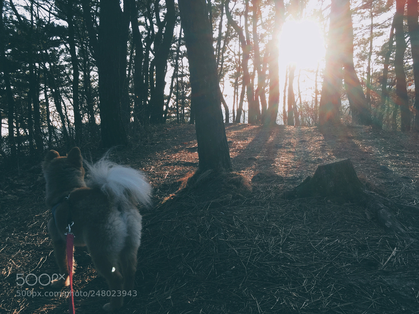 Apple iPhone SE sample photo. Dog and climbing ~ photography