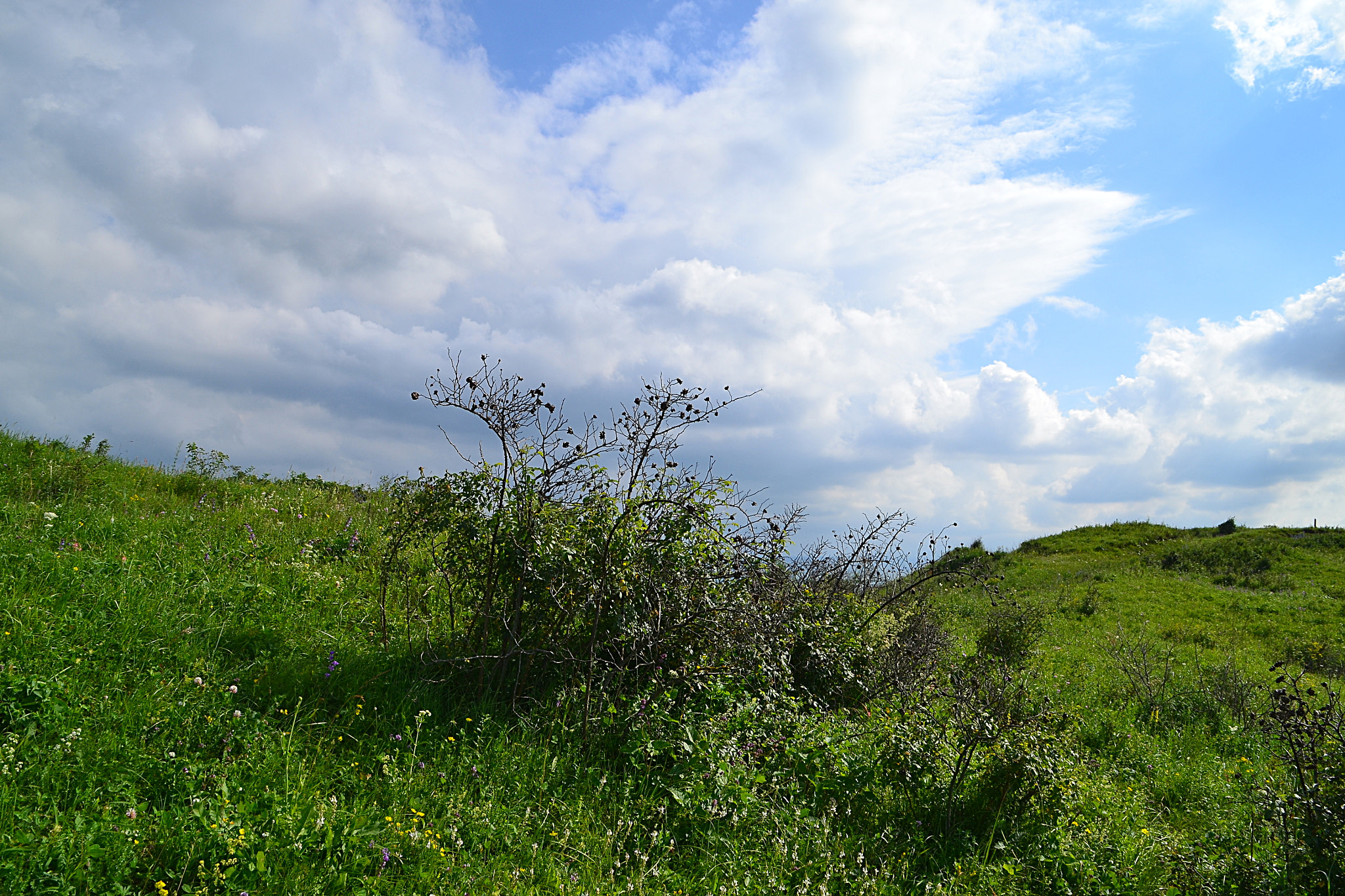 Nikon D3100 sample photo. Briar and cloud constructions photography