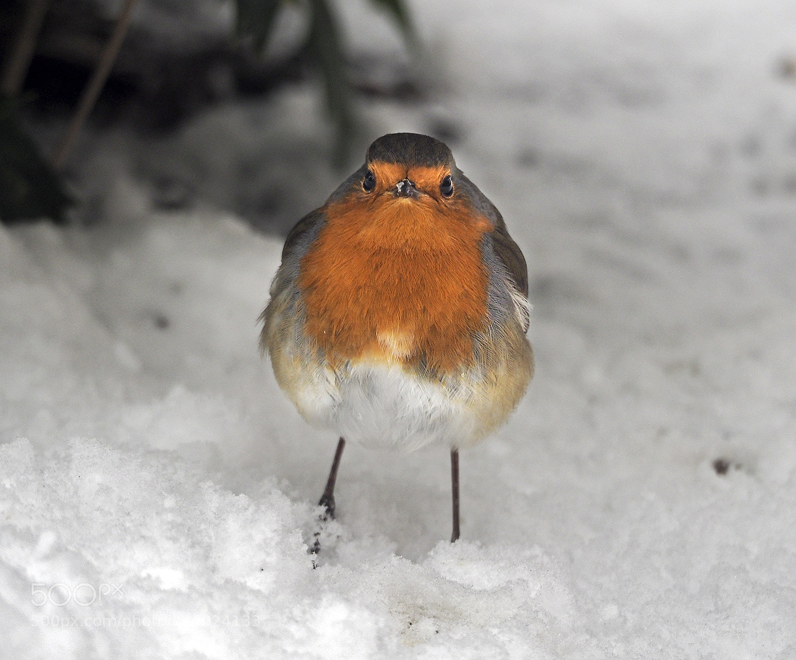 Olympus OM-D E-M1 Mark II sample photo. Robin photography