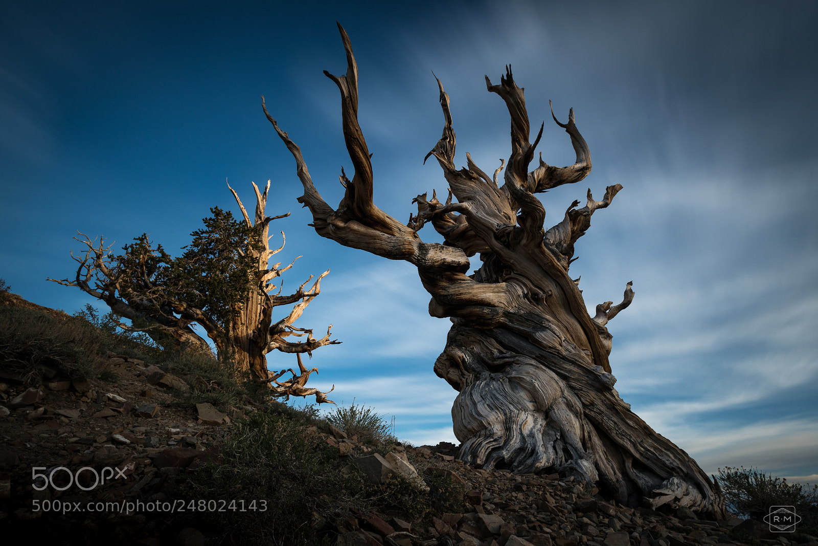 Sony a7R II sample photo. Eldersancientbristlecone photography