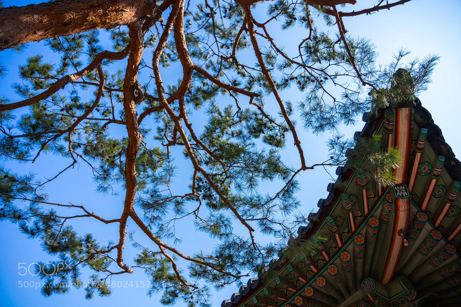 Sony a7 II sample photo. Tree with korea palace photography