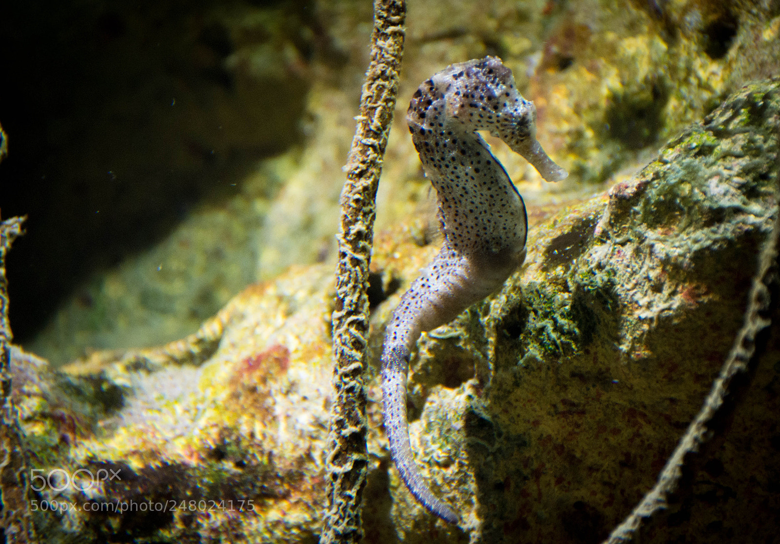 Nikon D7200 sample photo. The seahorse photography